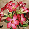 Desert Rose &