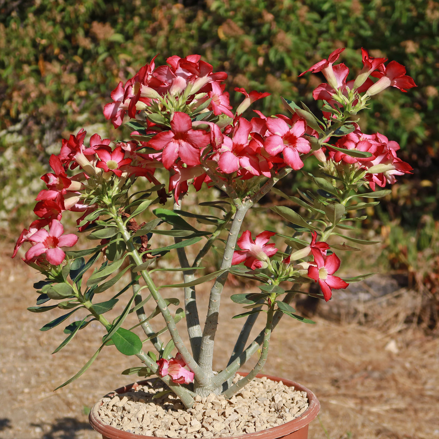 Shop 'Desert Rose - Adenium obesum' Care and Growing Guide