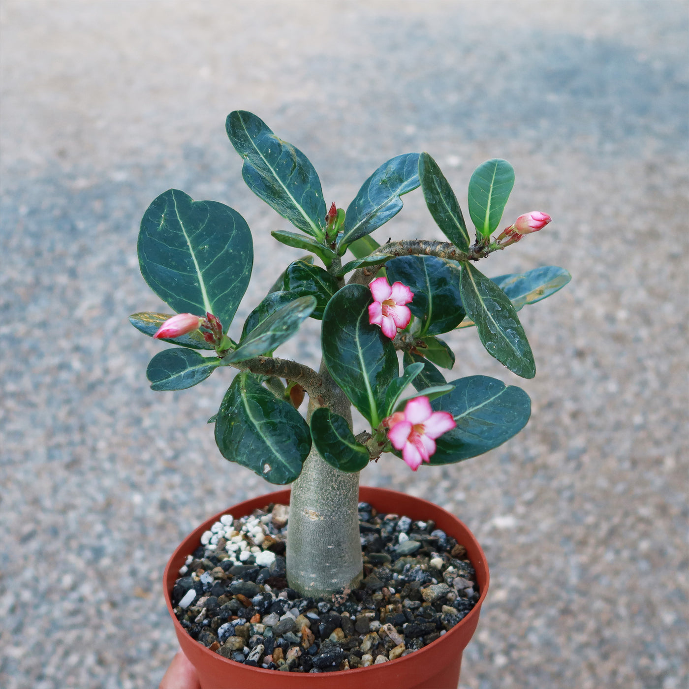 Shop 'Desert Rose - Adenium obesum' Care and Growing Guide | Planet Desert