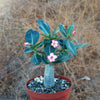 Desert Rose &