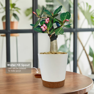 Desert Rose 'Adenium obesum'