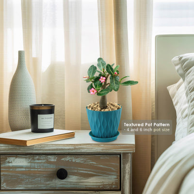 Desert Rose 'Adenium obesum'