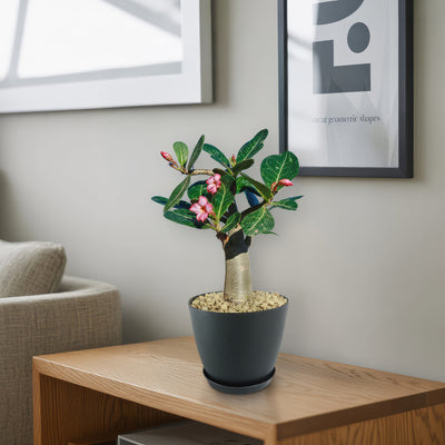 Desert Rose 'Adenium obesum'