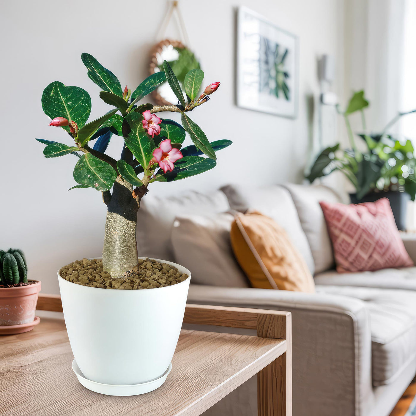 Desert Rose 'Adenium obesum'