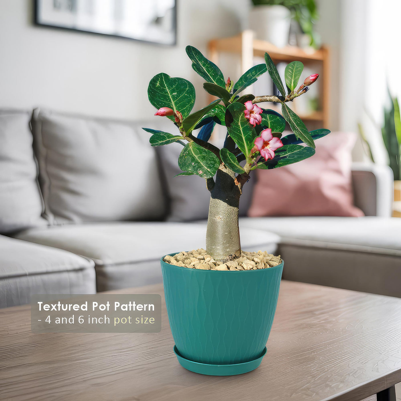 Desert Rose 'Adenium obesum'