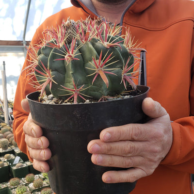 succulent with red spikes Devil's Tongue 'Ferocactus latispinus' 2 Gal