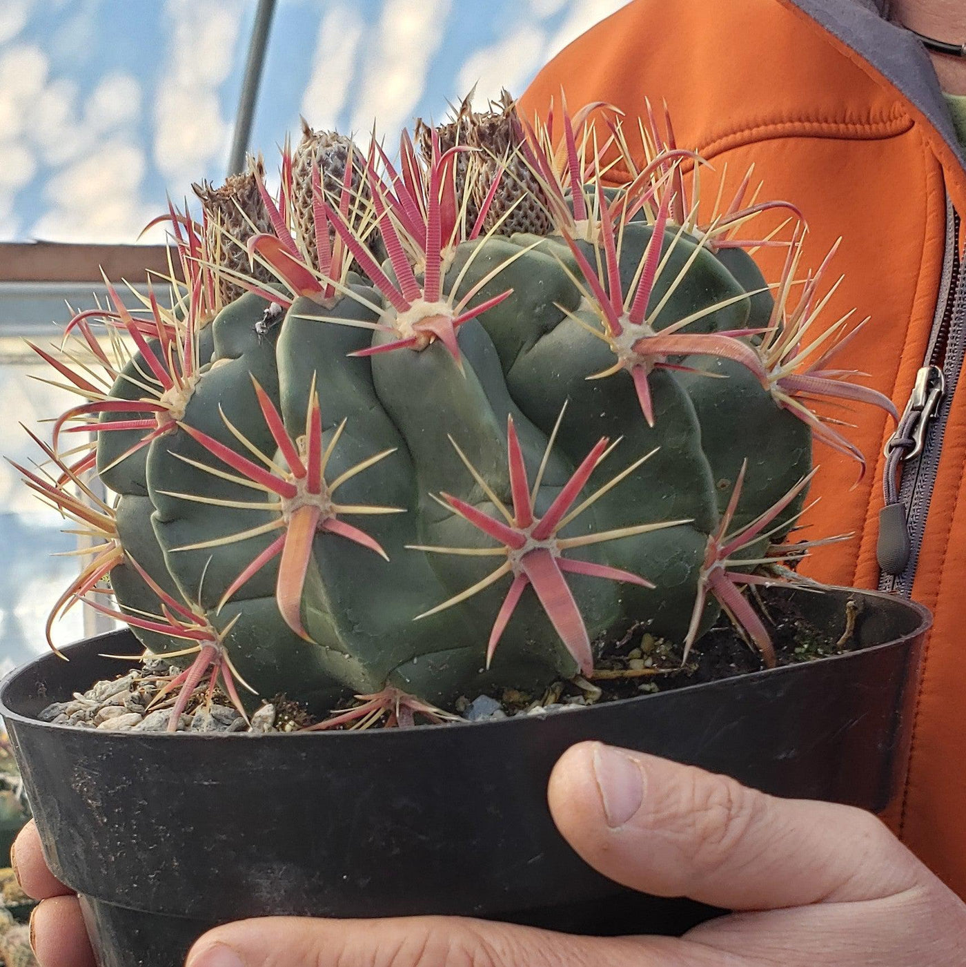 devil's tongue house plant Devil's Tongue 'Ferocactus latispinus'