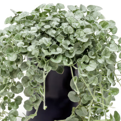 Dichondra ‘Silver Falls’ Plant