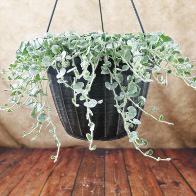 silver falls indoor plant care Shop 'Dichondra Silver Falls Plant' -Care & Growing Guide