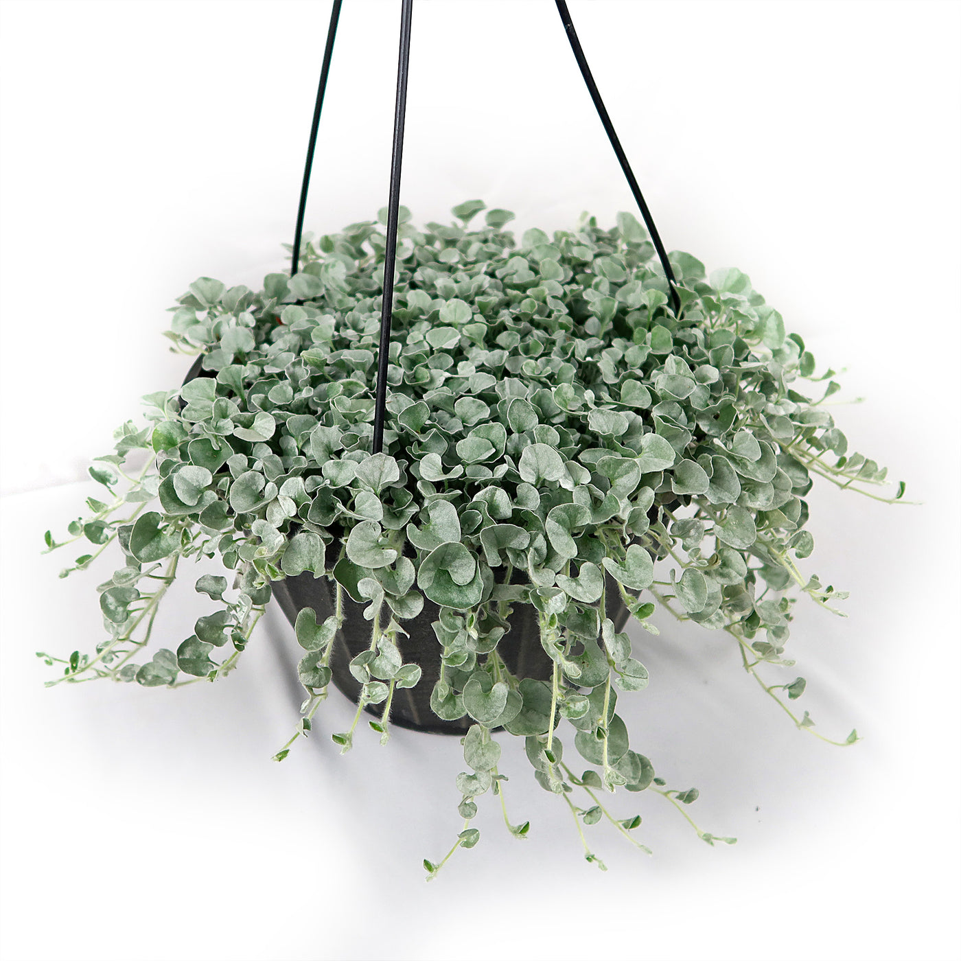silver falls indoor plant care Shop 'Dichondra Silver Falls Plant' -Care & Growing Guide