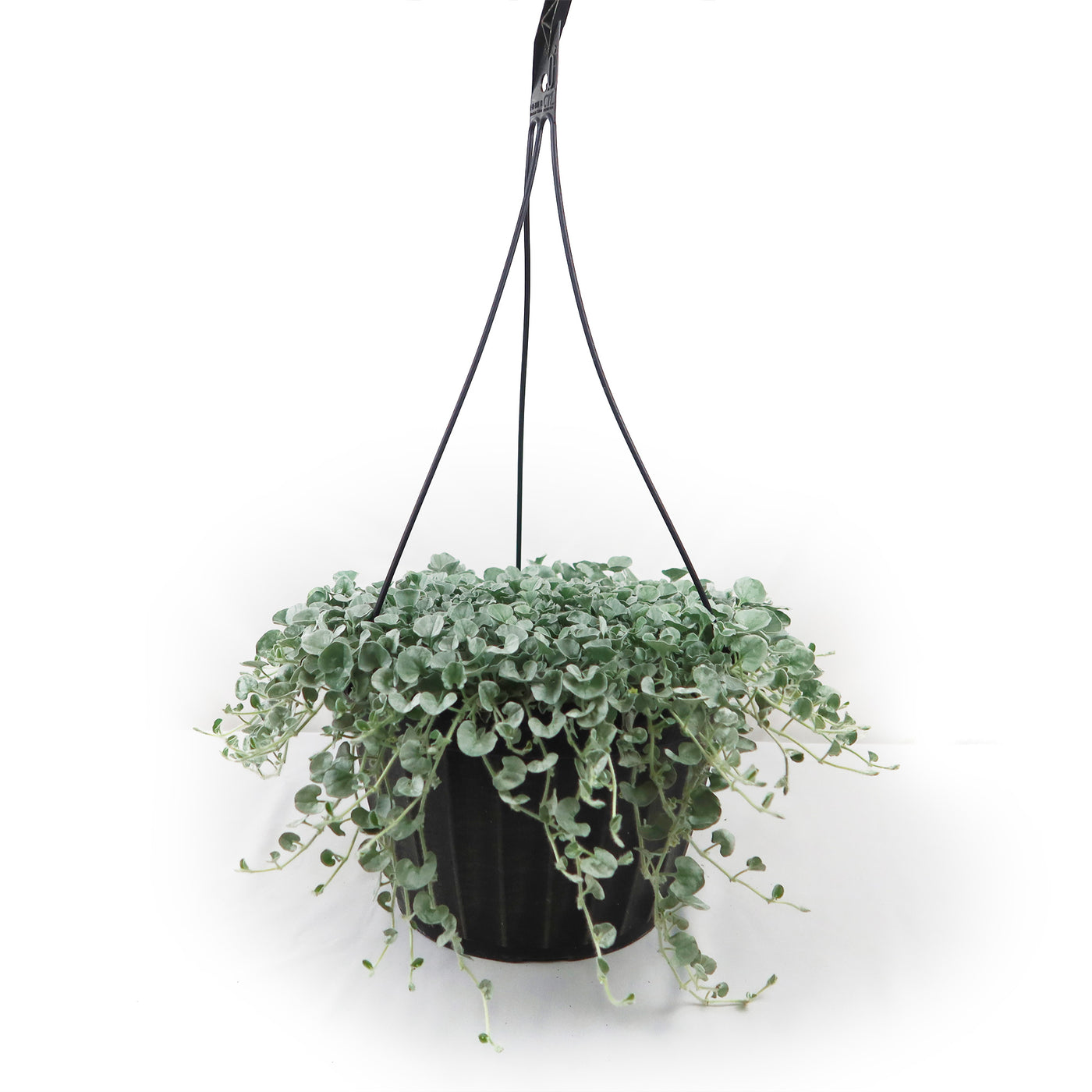 silver falls indoor plant care Shop 'Dichondra Silver Falls Plant' -Care & Growing Guide