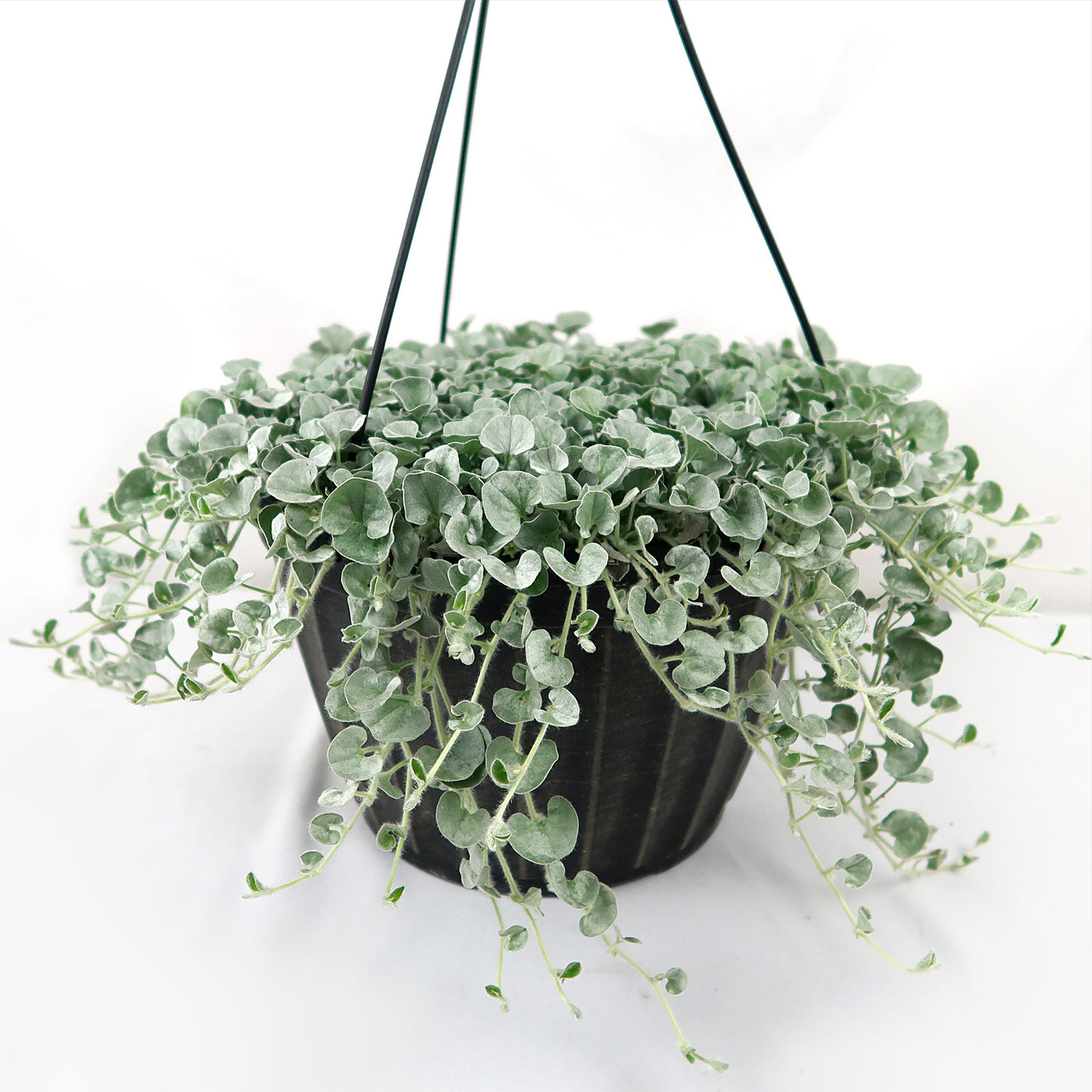 silver hanging planter Shop 'Dichondra Silver Falls Plant' -Care & Growing Guide
