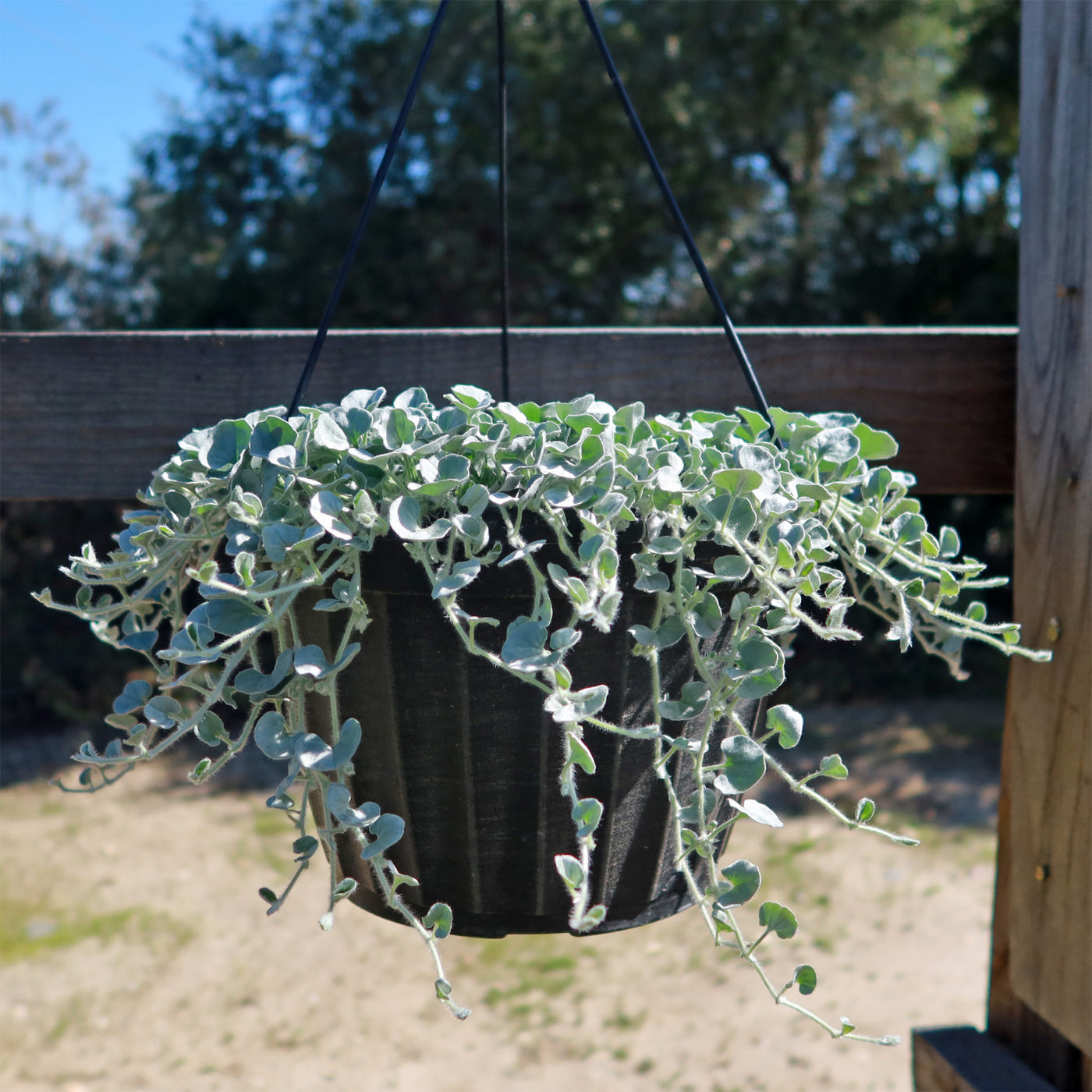 silver falls indoor plant care Shop 'Dichondra Silver Falls Plant' -Care & Growing Guide