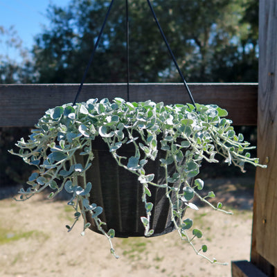 silver falls plant seeds Shop 'Dichondra Silver Falls Plant' -Care & Growing Guide
