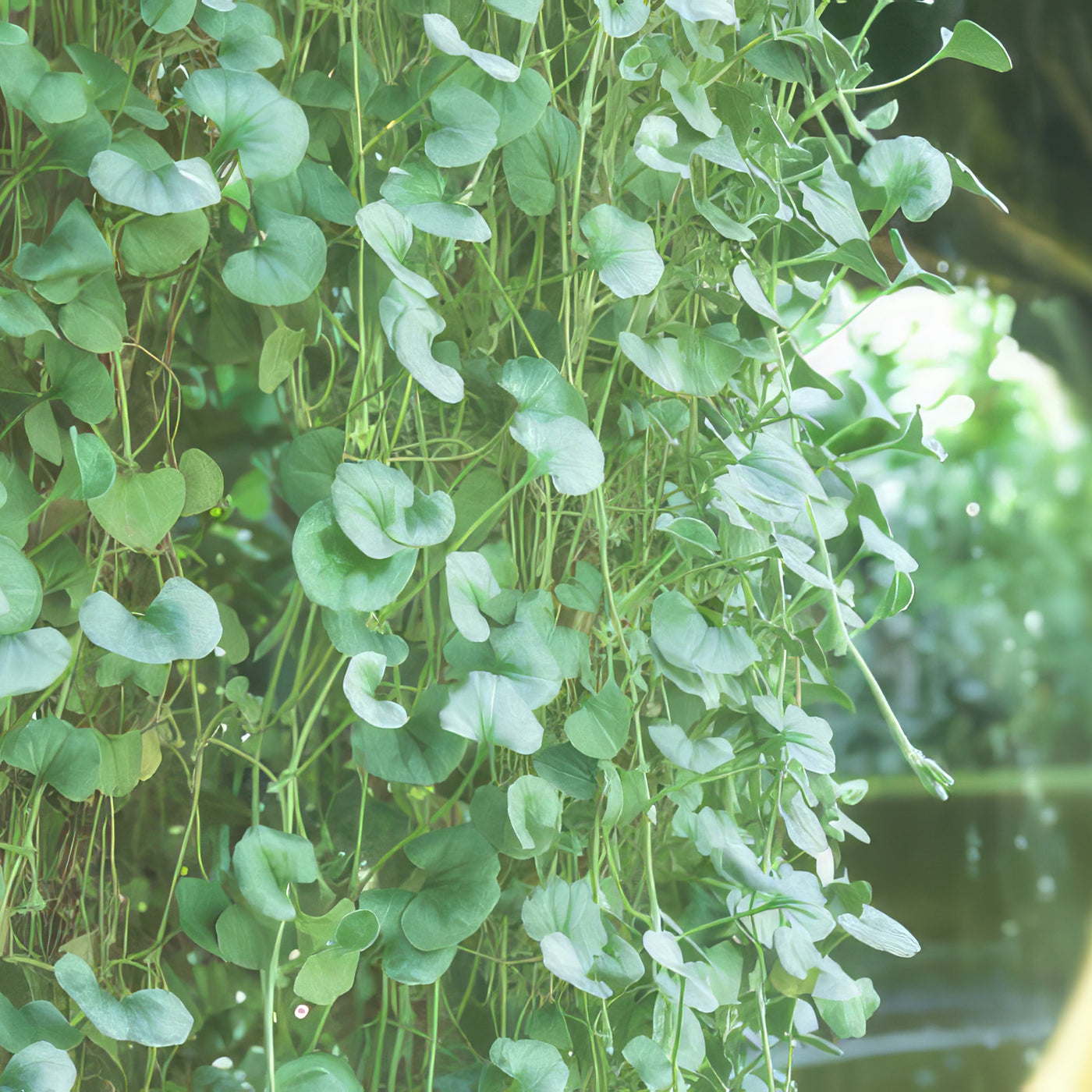 Dichondra ‘Silver Falls’ Plant