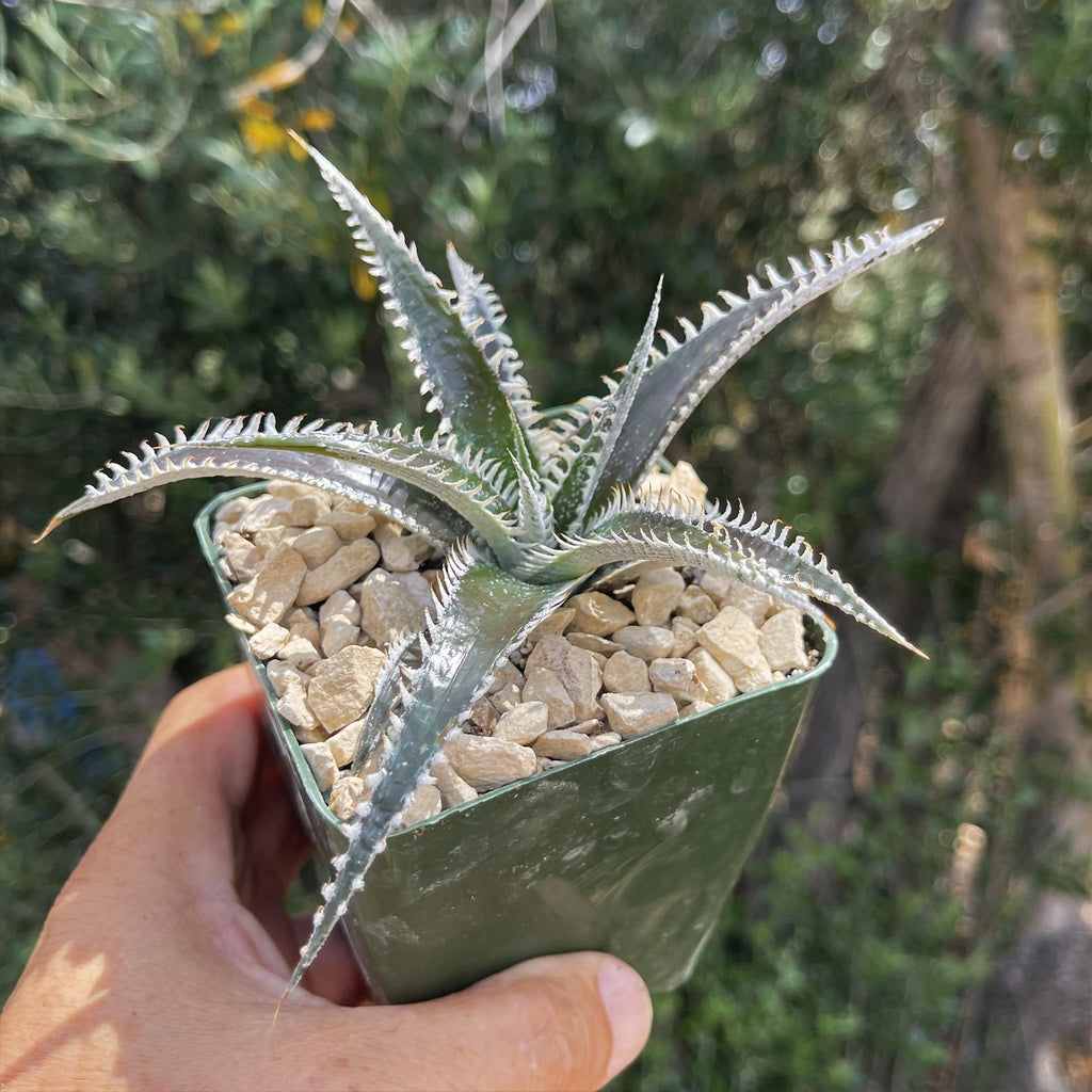 Dyckia Tarzan