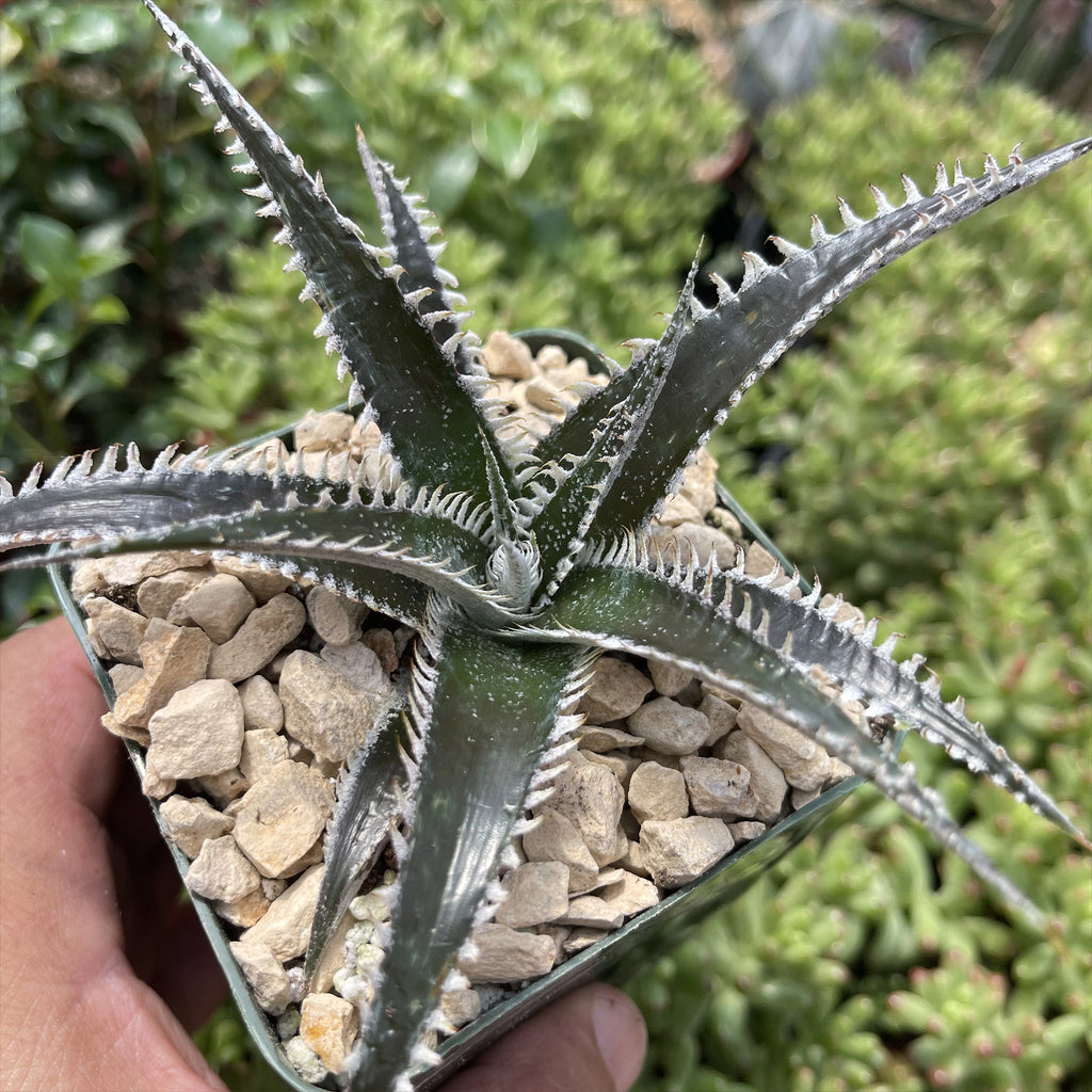 Dyckia Tarzan