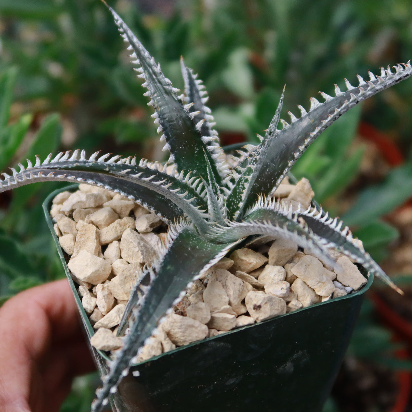 bill baker succulent Dyckia Tarzan 4" Pot