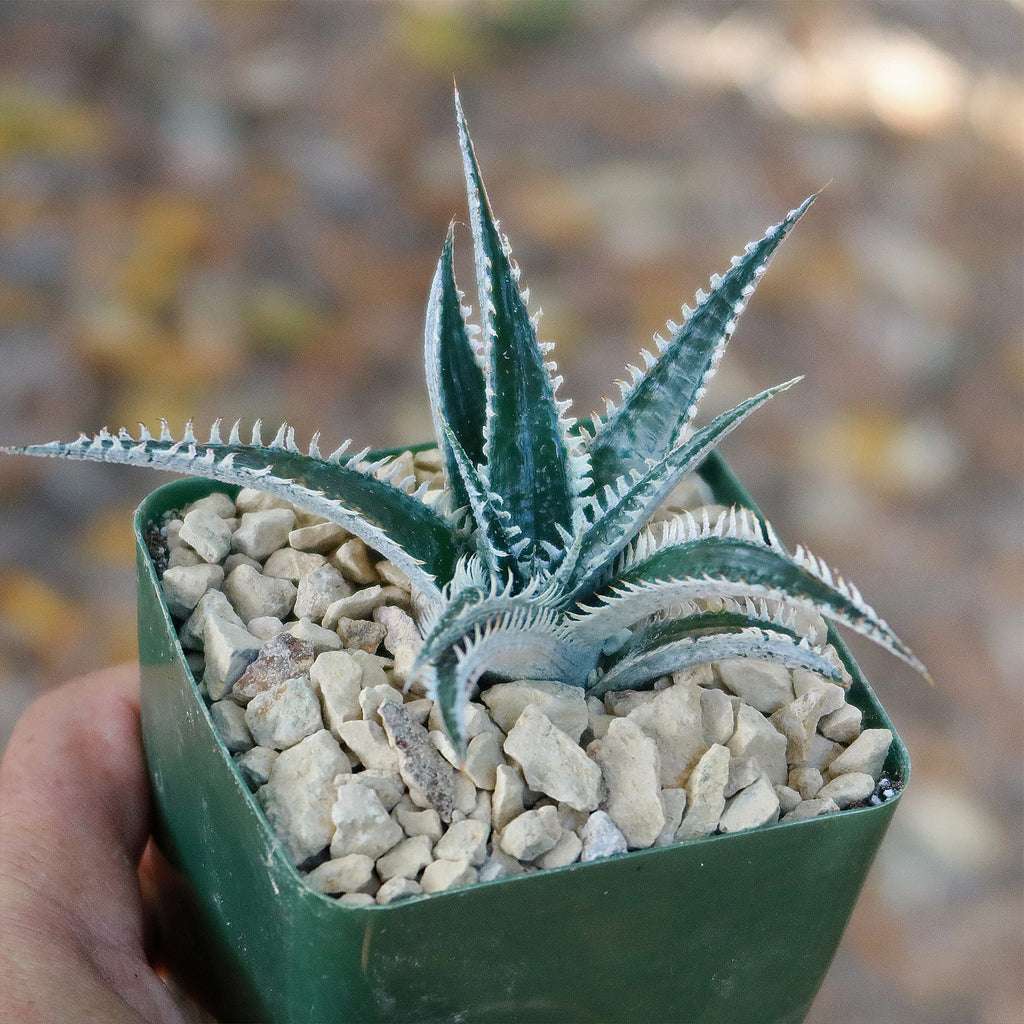 Dyckia Tarzan