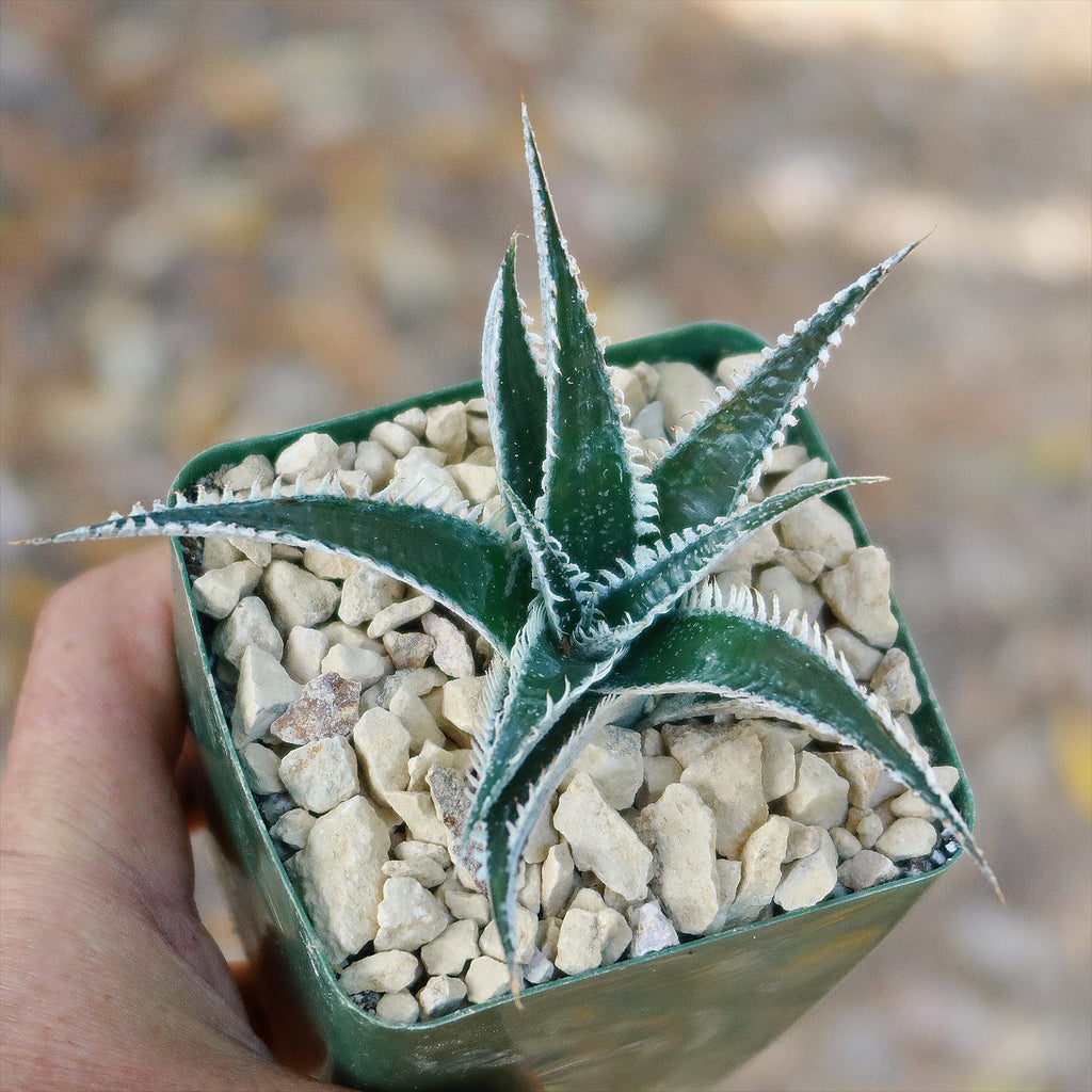 Dyckia Tarzan