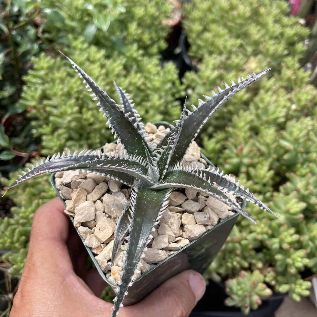 Dyckia Tarzan
