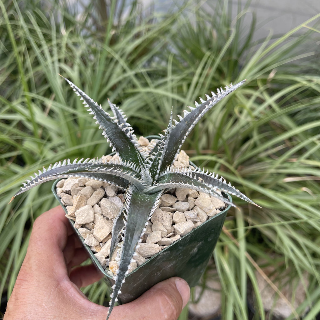 Dyckia Tarzan