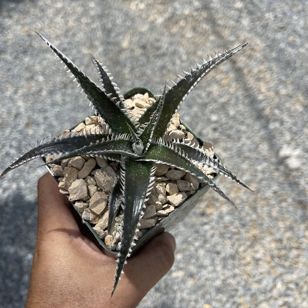 Dyckia Tarzan