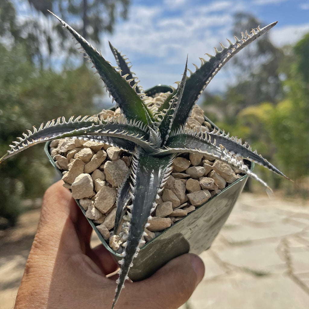 Dyckia Tarzan