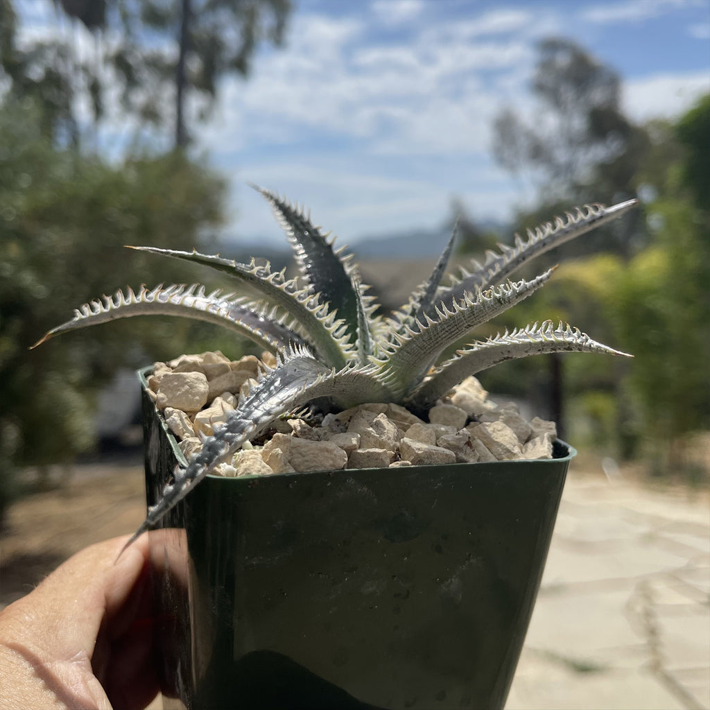 Dyckia Tarzan