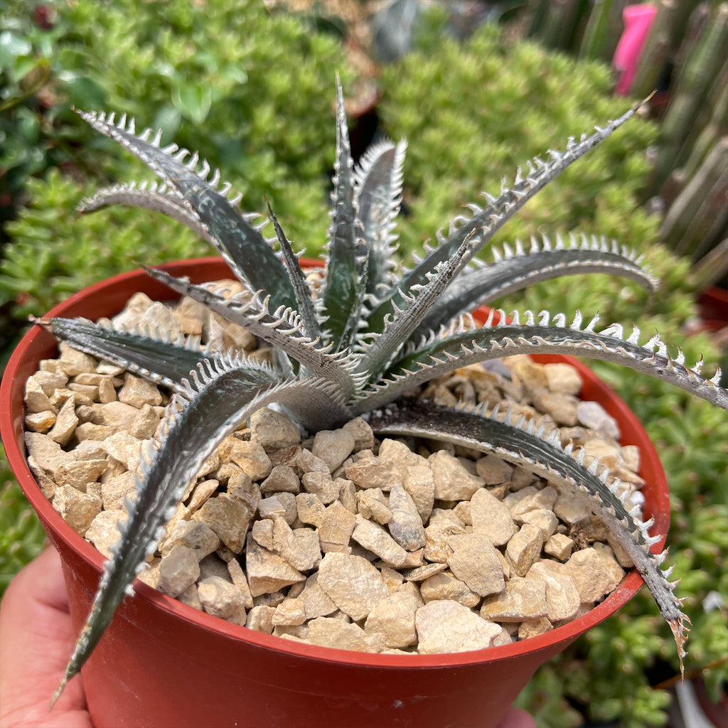 Dyckia Tarzan
