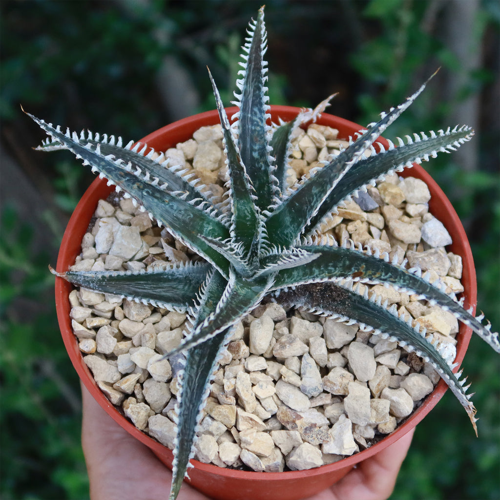 Dyckia Tarzan