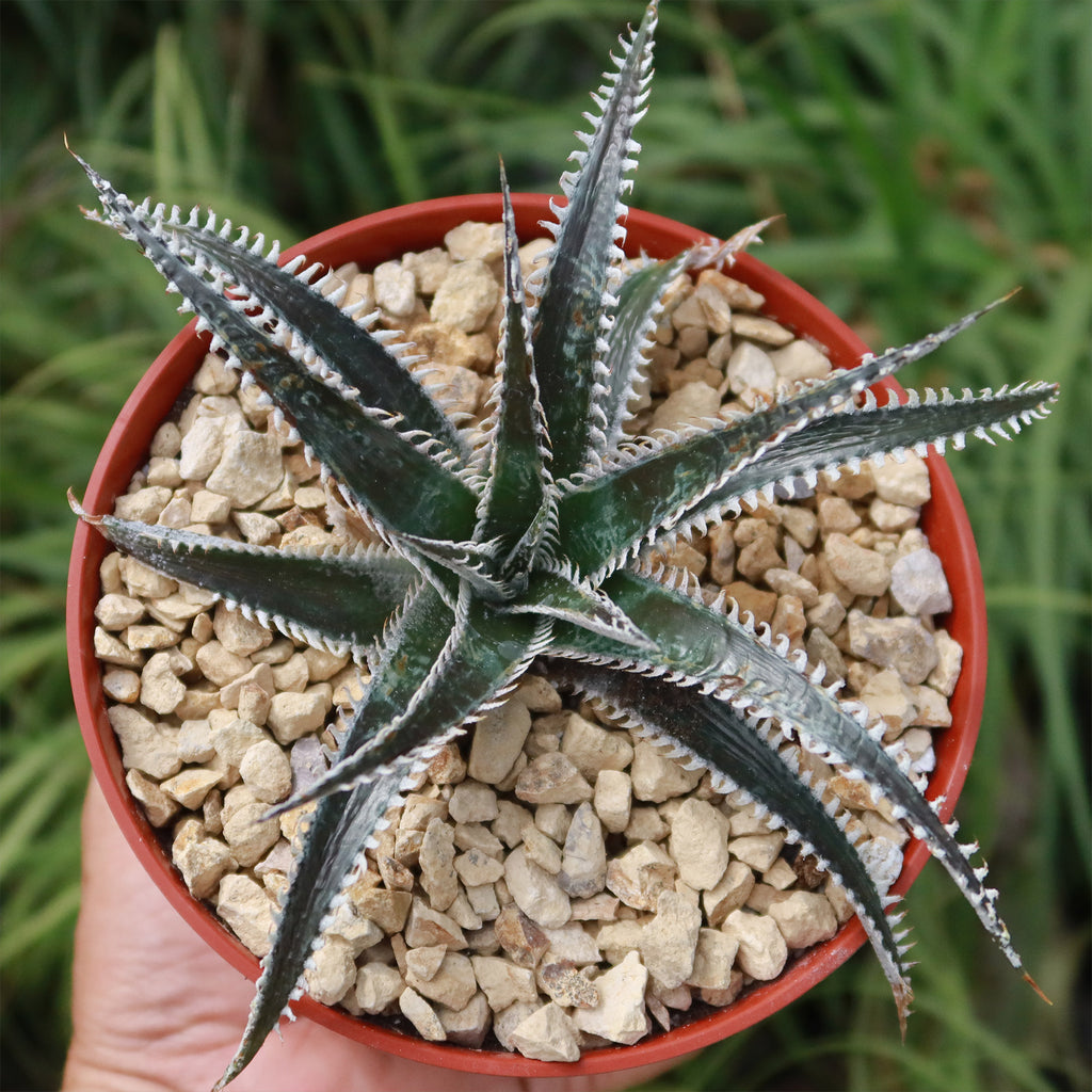 Dyckia Tarzan