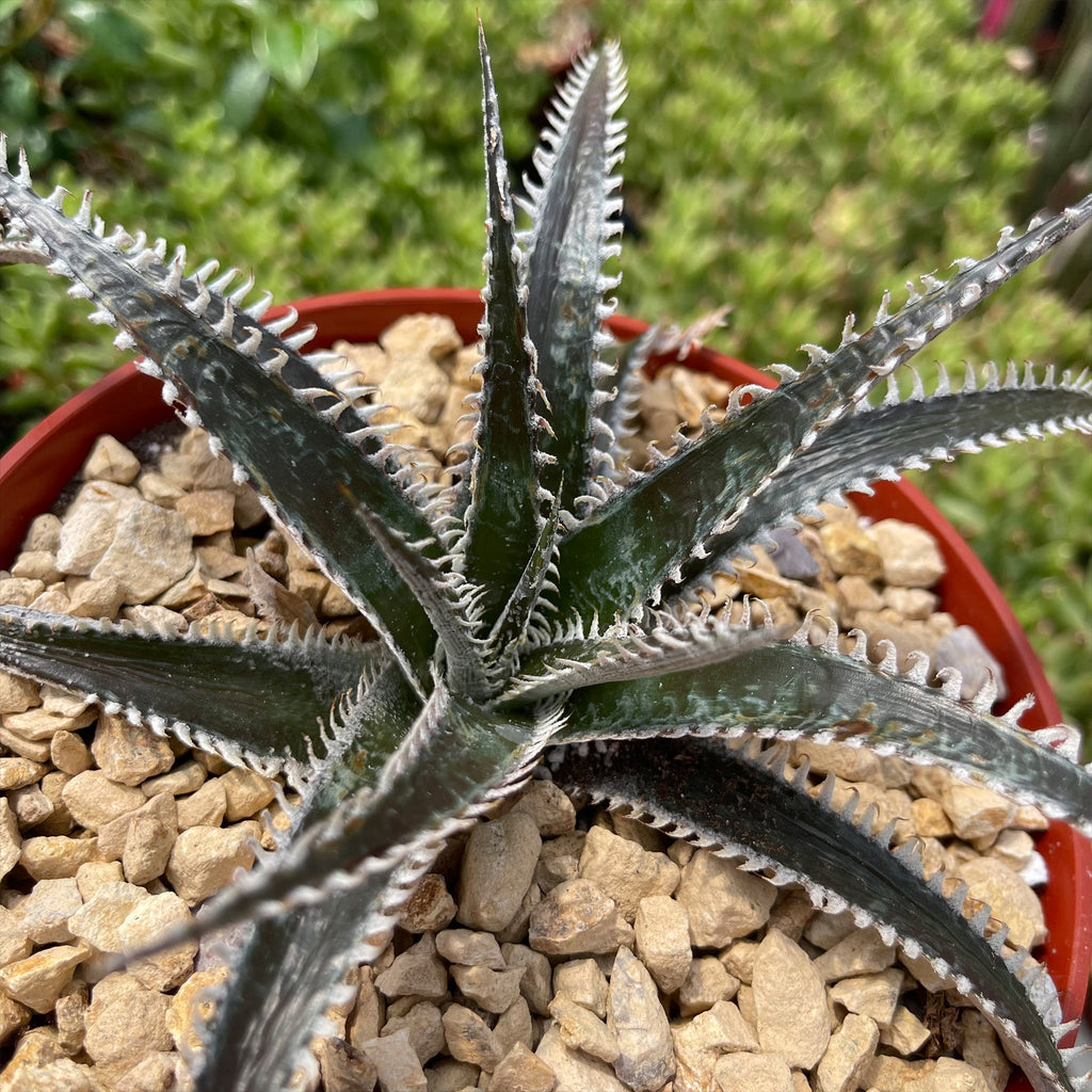 Dyckia Tarzan
