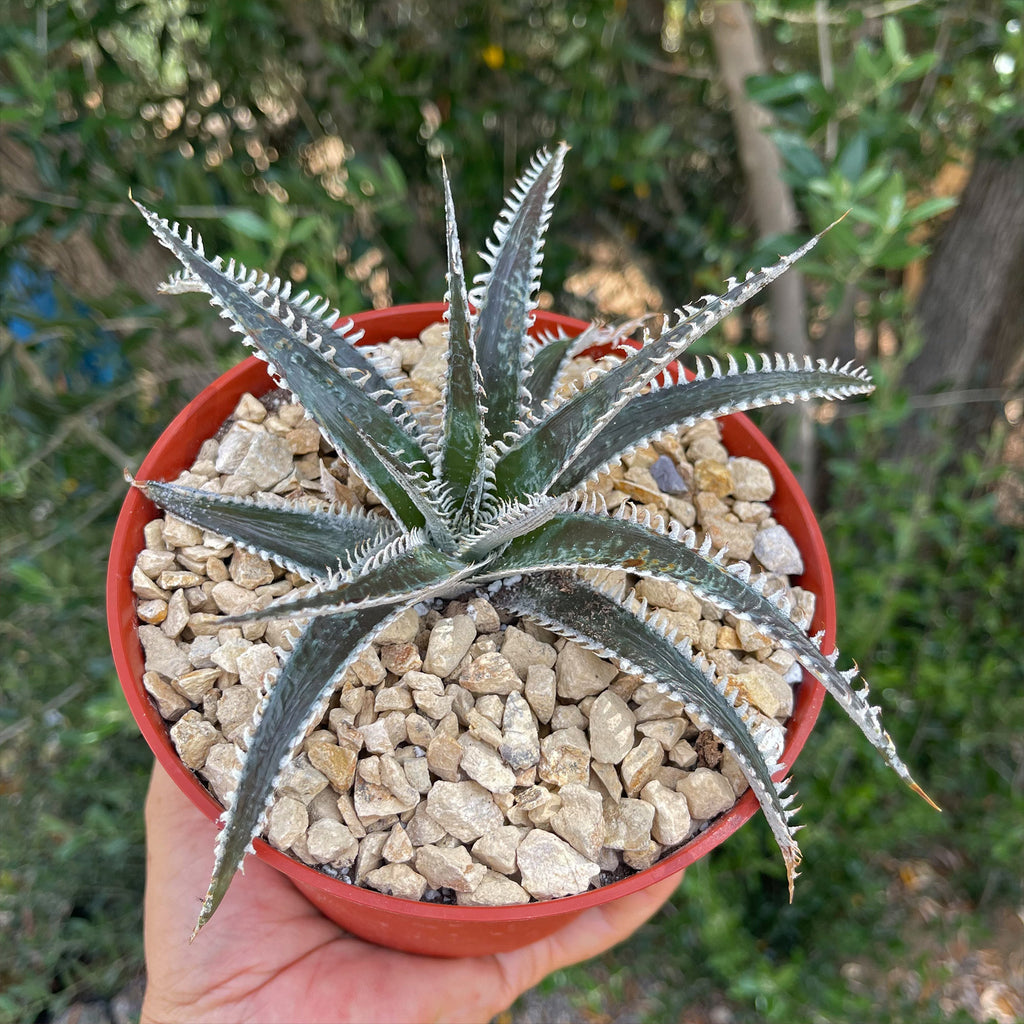 Dyckia Tarzan