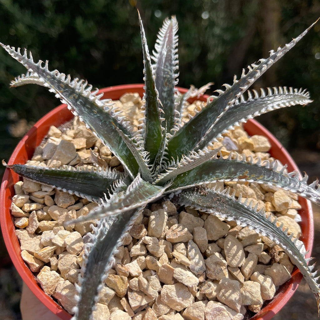 Dyckia Tarzan