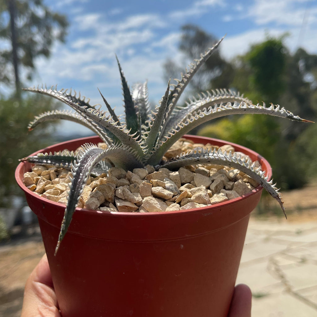 Dyckia Tarzan