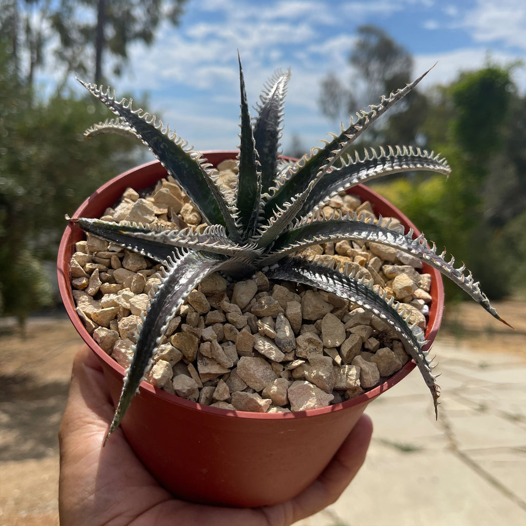 Dyckia Tarzan