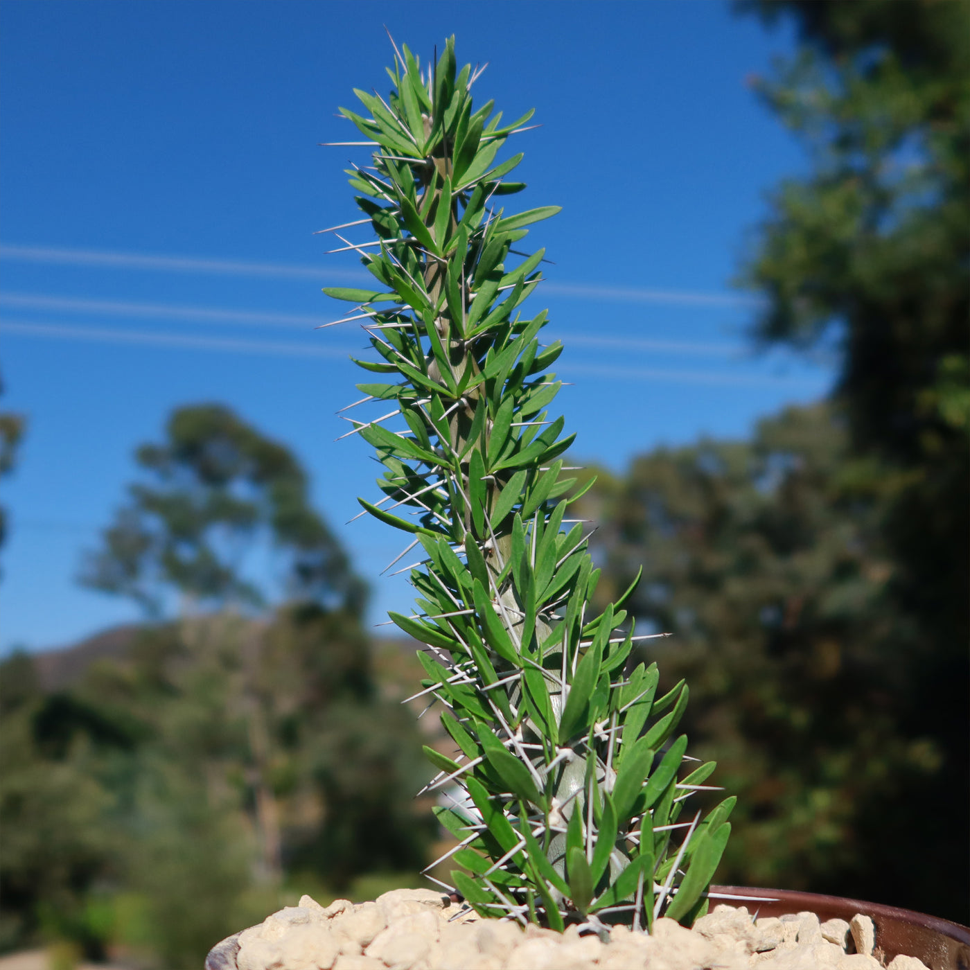 octopus succulent plant Octopus Plant 'Didierea trollii' - Shop Online