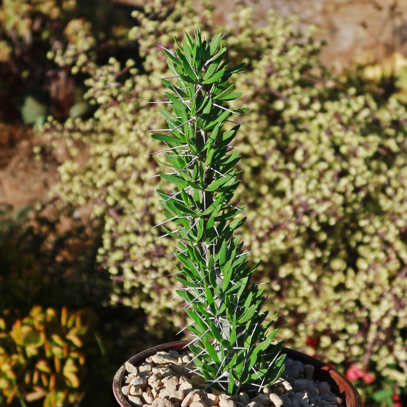 succulent that looks like tentacles Octopus Plant 'Didierea trollii' - Shop Online