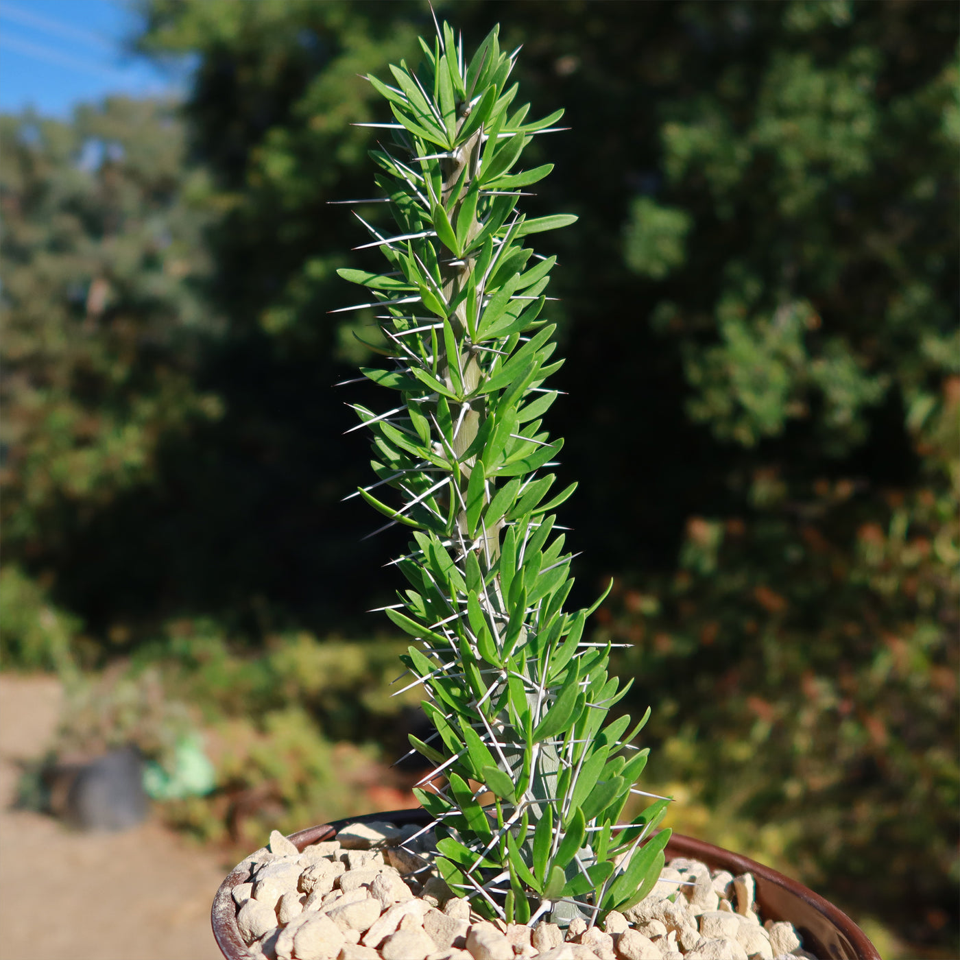 succulent that looks like octopus Octopus Plant 'Didierea trollii' - Shop Online