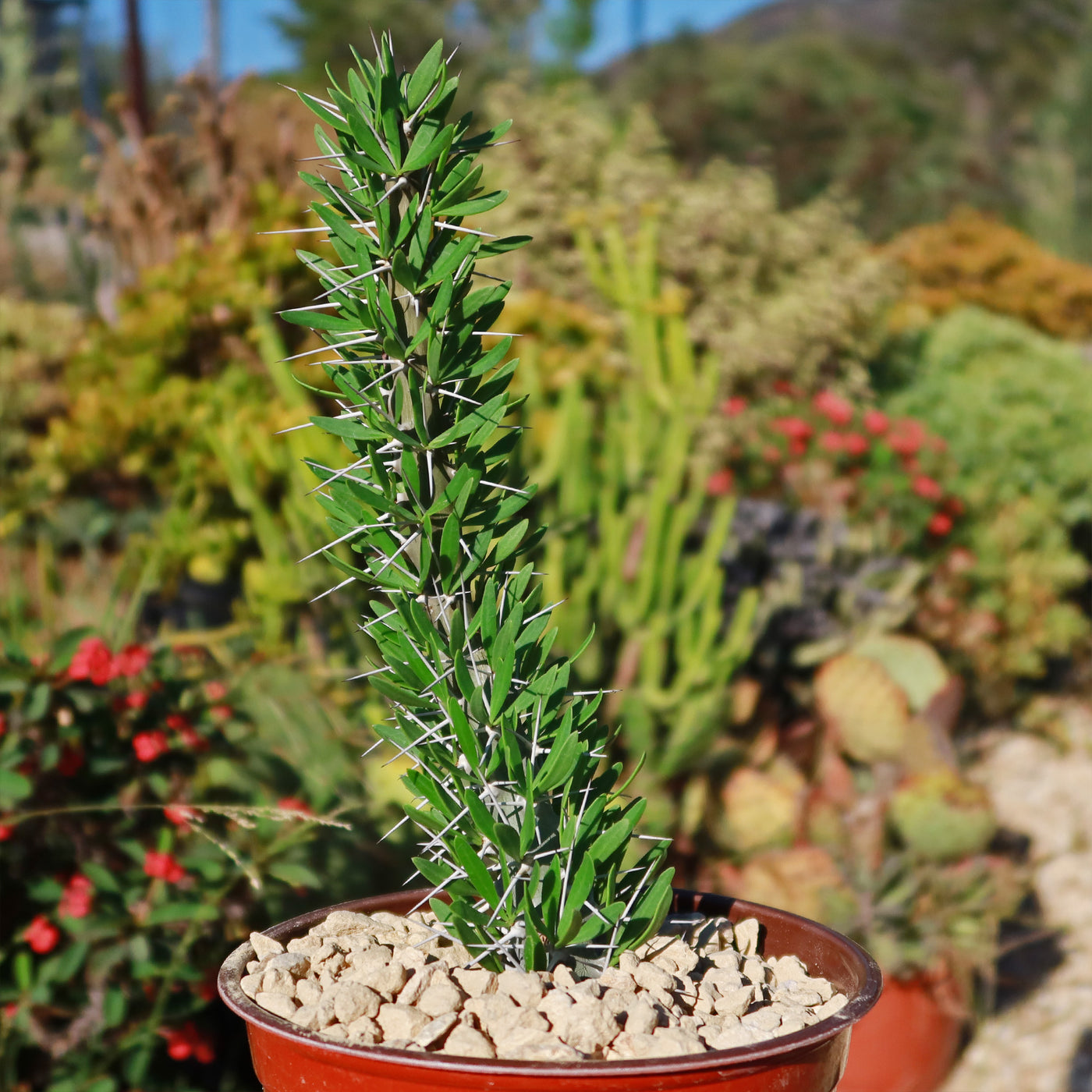octopus succulent Octopus Plant 'Didierea trollii' - Shop Online