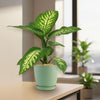 Tropic Snow Dieffenbachia