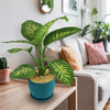 Tropic Snow Dieffenbachia