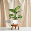 Tropic Snow Dieffenbachia