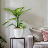 Tropic Snow Dieffenbachia