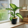 Tropic Snow Dieffenbachia