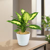 Dieffenbachia Camille (Dumb Cane)