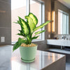 Dieffenbachia Camille (Dumb Cane)