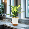 Dieffenbachia Camille (Dumb Cane)
