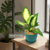 Dieffenbachia Camille (Dumb Cane)